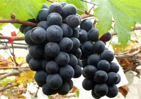巨峰葡萄